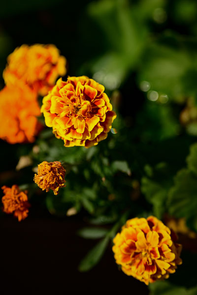 Marigold